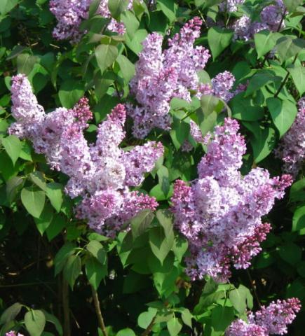 Lilacs Lilacs